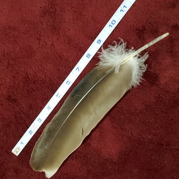 FOUND -- BIG Feather 11½ inch BEAUTIFUL Pheasant Bird Odd Decor Nature Outside - Picture 3 of 12